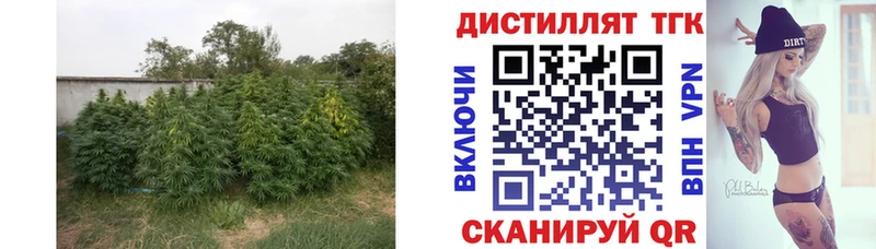 Купить закладки  Жиздра  Дистиллят ТГК жижа 